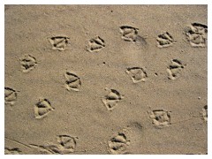 Impronte di gabbiani sulla sabbia