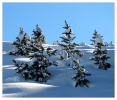Piccoli abeti dopo una nevicata in Val Gardena