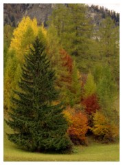 I colori degli alberi in autunno