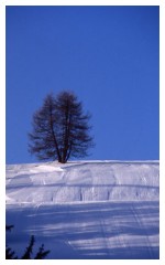 L'albero delle nevi