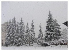 Cortina d'Ampezzo: abeti carichi di neve
