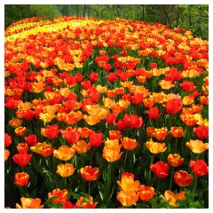 Distesa di tulipani