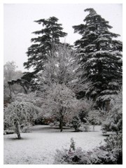 La prima nevicata in giardino