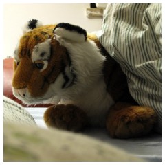 Una tigre dentro il letto