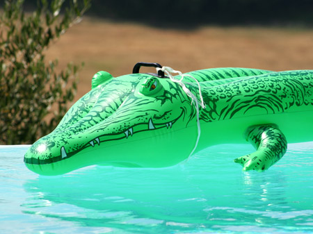 Un coccodrillo in piscina