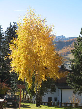 Un albero giallo