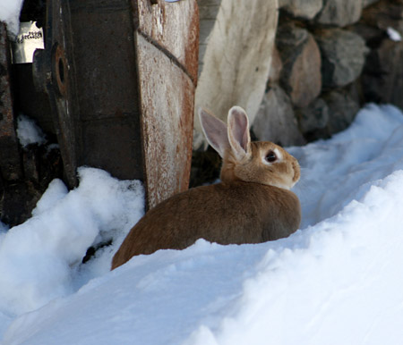 Un coniglio delle nevi