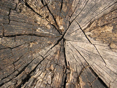 Vecchio tronco tagliato