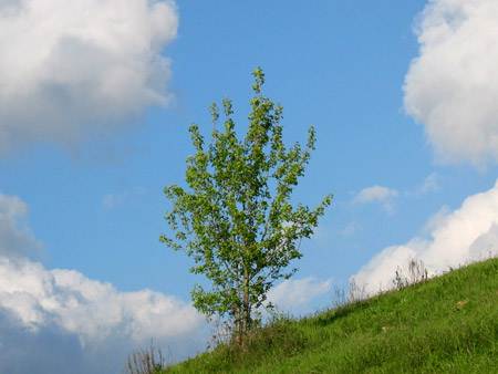 Un albero verso il cielo