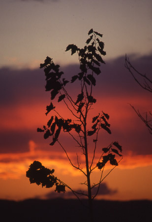 Un albero al tramonto