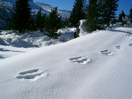 Impronte del canguro delle nevi