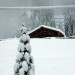 Alberi, tetti e fili del telefono ricoperti dalla neve
