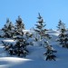 Piccoli abeti dopo una nevicata in Val Gardena
