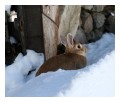 Spedisci la cartolina "Un coniglio delle nevi"
