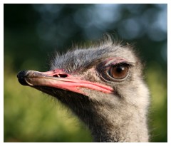 Ma che mascara usi?