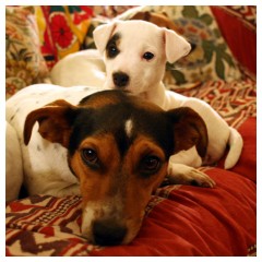 2 Jack Russell