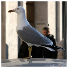 Un gabbiano cittadino