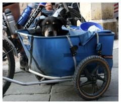 In bicicletta con il cane