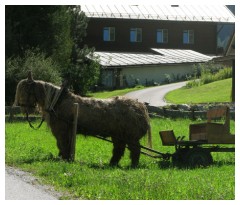 Cavallo da tiro