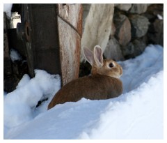 Un coniglio delle nevi