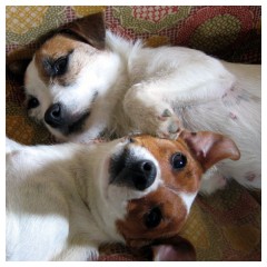 2 Jack Russell sul divano