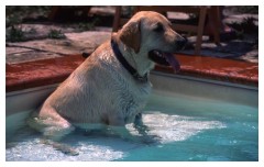 Penny in piscina