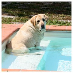 E la chiamano vita da cani