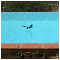 Una rondine che beve in piscina