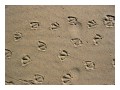 Spedisci la cartolina "Impronte di gabbiani sulla sabbia"