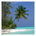 Spedisci la cartolina "Maldive: palme sul mare"