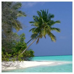 Maldive: palme sul mare