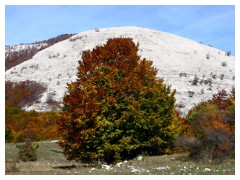 Rosso, giallo e verde...