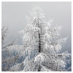 Albero di natale