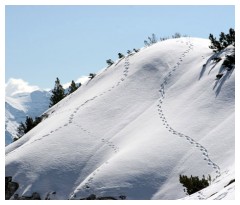 Impronte di animali sulla neve