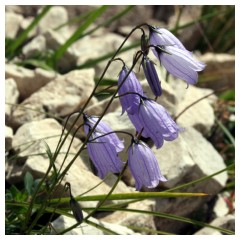 Campanule sulle rocce