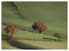 Alberi rossi sul prato