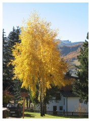 Un albero giallo