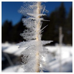 Cristalli di ghiaccio su uno stelo secco