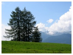 Larici in quota