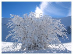 Campo Felice: albero di neve