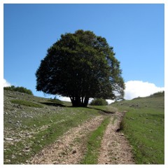 Faggio solitario