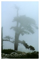 Un albero nelle nuvole