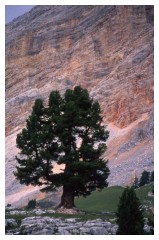 Alberi in alta quota