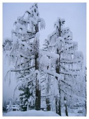 La neve sugli alberi