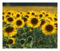 Spedisci la cartolina "Un campo di girasoli"