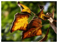 Foglie in autunno