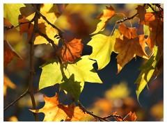 Foglie di platano in autunno