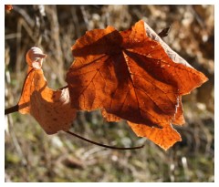 Ricordi dell'autunno