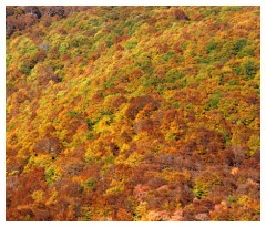 Texture autunnale