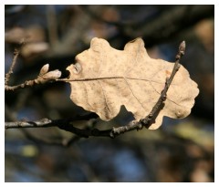 Prima della primavera